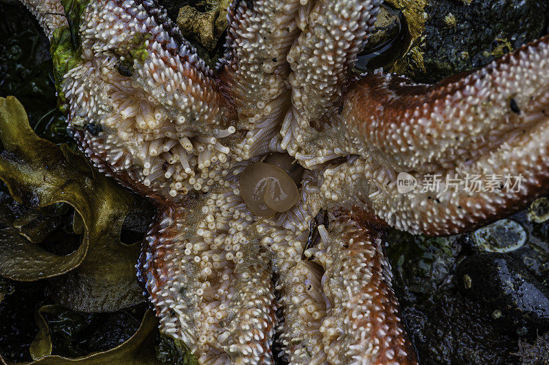 斑点星，Evasterias troschelii，兄弟岛，阿拉斯加。口侧显示胃和管足。阿拉斯加弗雷德里克湾的兄弟岛。管槽。
